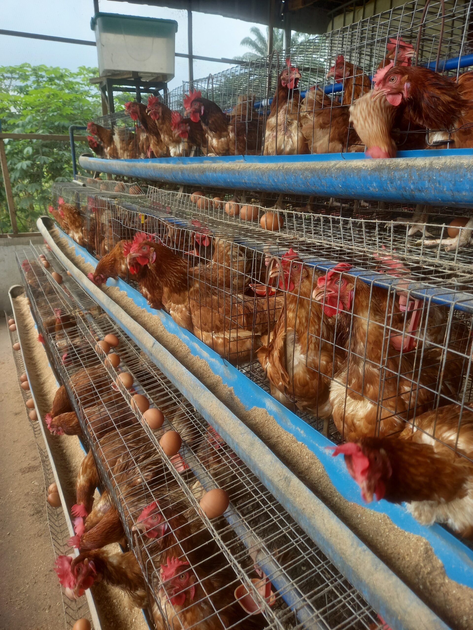 POULTRY PEN