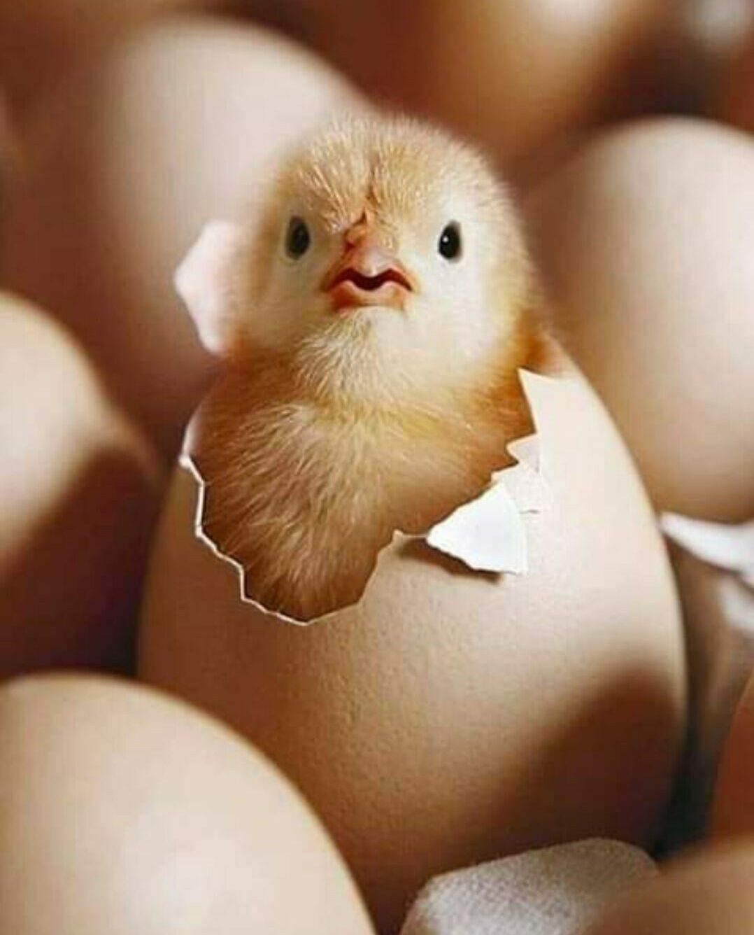 chick hatching